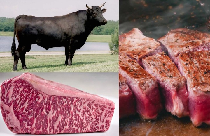 Wagyu Beef Prices in South Africa